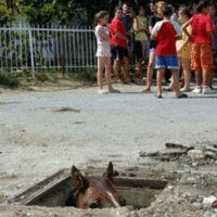 Sewer Horse/Basement Horse