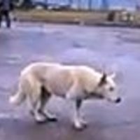 Techno Dog
