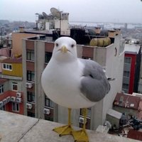 anti-meme/racist bird