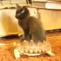 Cat Riding on X