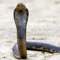 Bronx Zoo Cobra / Mia