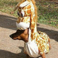 Man-Giraffe-Dog