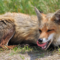 Rofl Fox