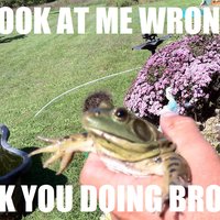 Brofrog