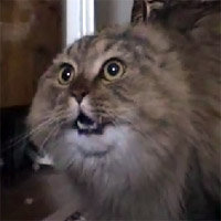 NONONONO Cat