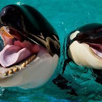 Whaleface
