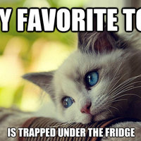 First World Problems Cat