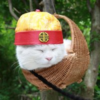 Shironeko / Basket Cat