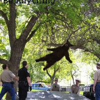 Falling Bear