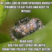 Misunderstood Spider