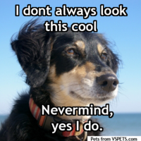 Charlie: Pets from VSPETS