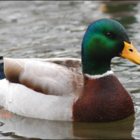 Actual Advice Mallard