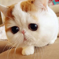 Snoopy the Cat