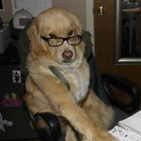 Financial Advice Dog