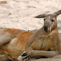 Sexy roo