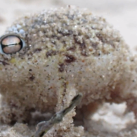 The desert rain frog