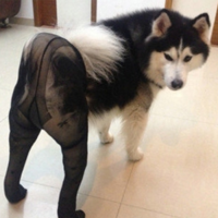 Gou Gou Chuan Siwa / Dogs Wearing Pantyhose