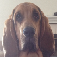 Hound Pup