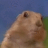Dramatic Chipmunk / Drama Prairie Dog Dramatic Chipmunk / Drama Prairie Dog