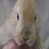 Save Toby Save Toby