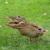 Crocoduck Crocoduck
