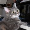Nora the Cat Nora the Cat