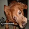 AIIIR!