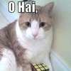 OH HAI OH HAI