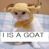I IS A GOAT