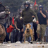 Riot Dog Riot Dog