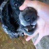 The Beat Boxing Dog (Abwabwabwa Dog) The Beat Boxing Dog (Abwabwabwa Dog)