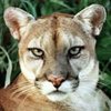 *Mauled by Cougar* *Mauled by Cougar*