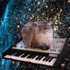 Cat on a Keyboard in Space Cat on a Keyboard in Space