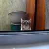 Inception Cat Inception Cat