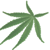 Hemp