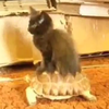Cat Riding on X