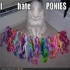 Pony Haters Pony Haters
