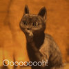 Ooh Cat