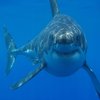 Disarmingly Friendly Great White Disarmingly Friendly Great White