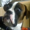 Dumbstruck Dog Dumbstruck Dog
