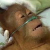 Dying Orangutan Dying Orangutan
