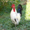 Chicken flu in balance/Don't shit with him Chicken flu in balance/Don't shit with him