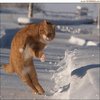 Dodge Cat Dodge Cat