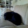 Guilt Dog/PTSD War Dog Guilt Dog/PTSD War Dog