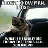 Introspective Pug Introspective Pug
