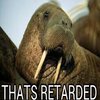 Retarded Walrus Retarded Walrus