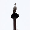 Sistine Seagull Sistine Seagull