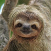 Sloths Sloths