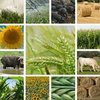 Farming Farming