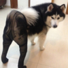 Dogs Wearing Pantyhose Dogs Wearing Pantyhose